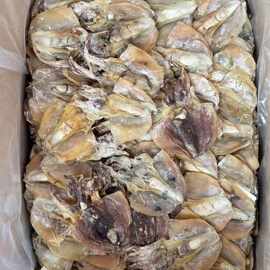 俄羅斯鮑魚 優(yōu)質海味干貨批發(fā)指南